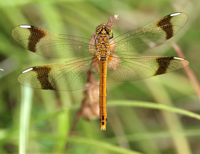 Sympetrum pedemontanum